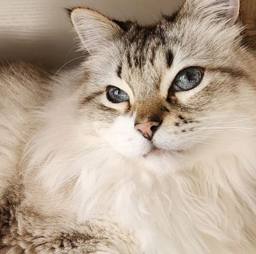 Meet your Posher, Nina